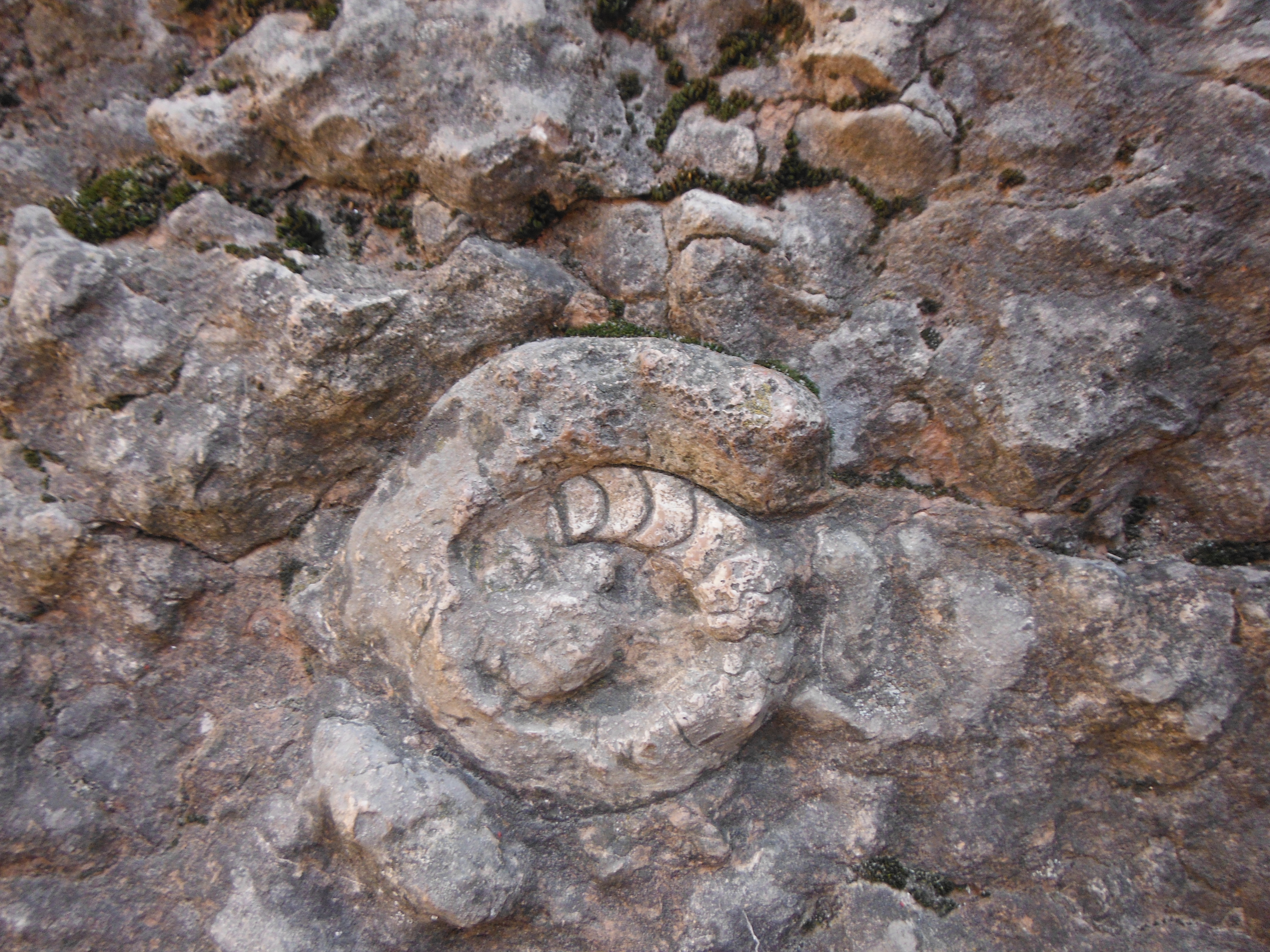 67_Zamkowy ammonit